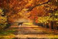 435 - AUTUMNAL REVERIE - KUCHARSKI PAWEL - poland